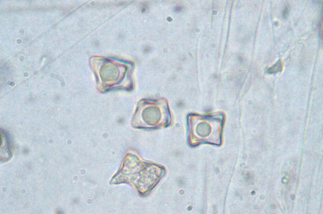 Entoloma conferendum